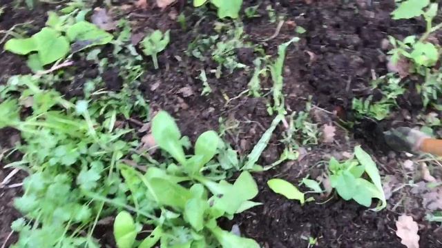 10 мая высаживаю огурцы . Смешанные посадки на грядке с огурцами смотреть онлайн