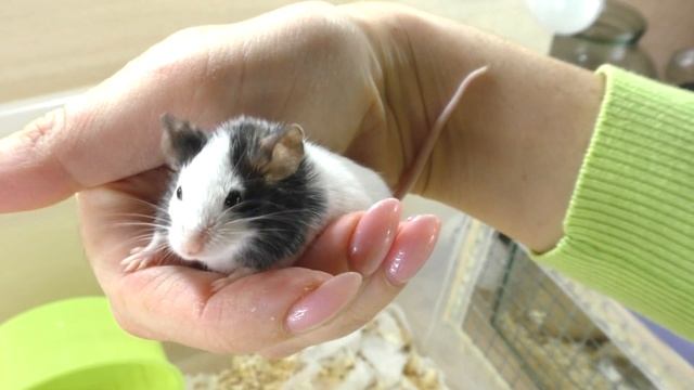 Почему? ЛАЙК ТОЛСТЫЙ / ОЖИРЕНИЕ У МЫШКИ /Японские мышки /Alisa Easy Pets смотреть онлайн