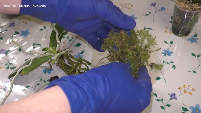 Анализ роста орхидей в тесных и свободных горшках. В чём растут лучше? Пересадка подростков. смотреть онлайн