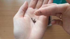 Годеция. Сею только так, всходы 100%