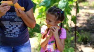 Дыня сорта ЭмирF1 и дыня Карамель.Дыни в открытом грунте.  Melons