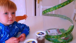 Эльвира и Райан играют и учат. Выростили бабочек ?Обучающее видео для детей