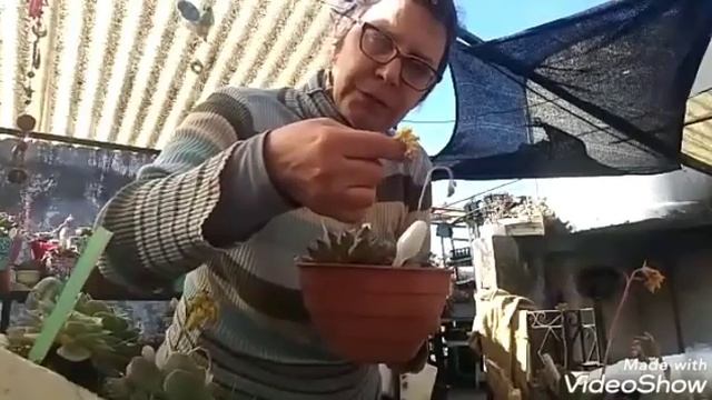 Echeveria Pulidonis.