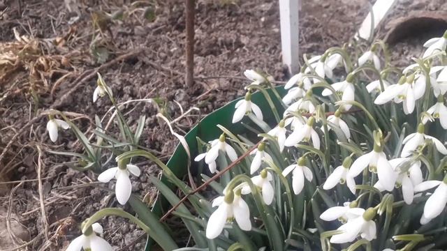 Природа просыпается смотреть онлайн