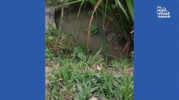 FUNNY Pet Fails ? 20 Minutes - BEST Animal Compilation