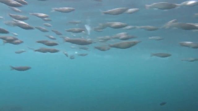 Кефаль под Гурзуфским причалом : Крым : Гурзуф