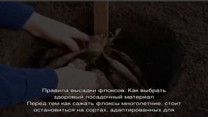 Когда сажать флоксы весной в открытый грунт