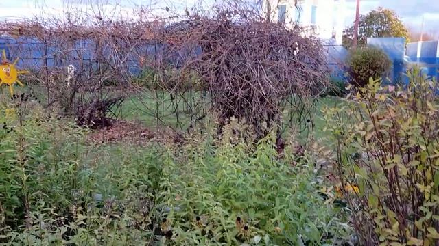 Рысь Даша на прогулке смотреть онлайн