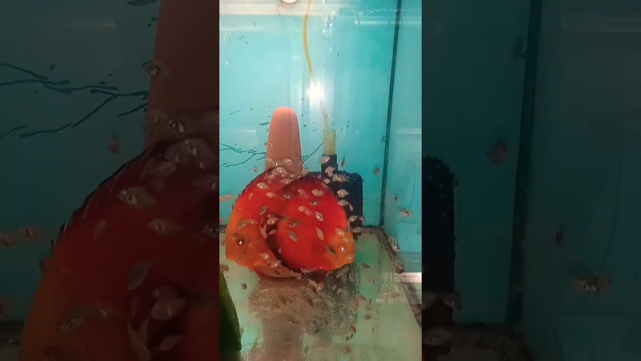Дискусы Мальборо с мальками смотреть онлайн