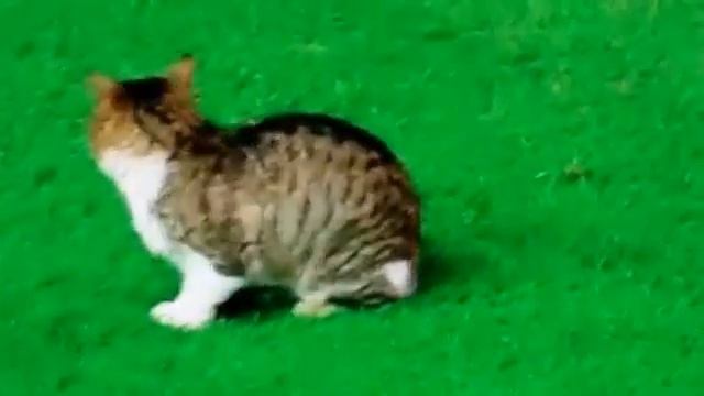 Кот футболист смотреть онлайн