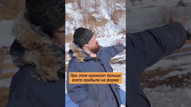 Джастас Уолкер о своей прибыли #шортс #джастасуолкер #веселыймолочник смотреть онлайн