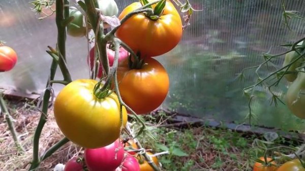 ТОМАТЫ. Топ 10 самых вкусных, сладких и красивых.\top 10 Most delicious sweet tomatoes