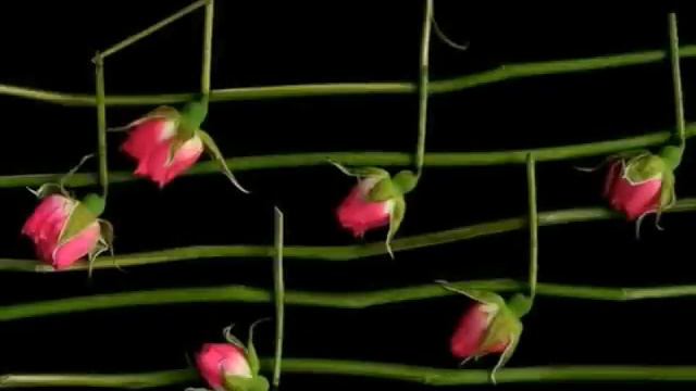 Concerto For Horn & Orchestra No. 2 In E Flat Major: Rondo: Alle смотреть онлайн