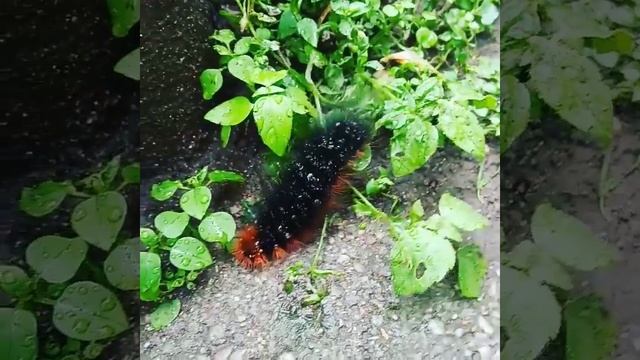 Гусеница
Медведица-кайя смотреть онлайн