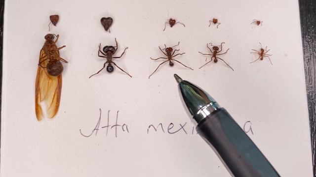 Удивительные муравьи-листорезы смотреть онлайн