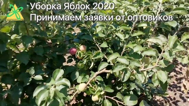 Яблоки оптом. Уборка яблока. Краснодарский край смотреть онлайн