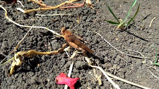 Коричневый КУЗНЕЧИК на видео Grasshopper смотреть онлайн