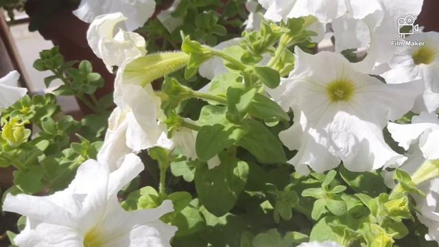 How to get heavy flowering in petunia # petunia care tips and tricks смотреть онлайн