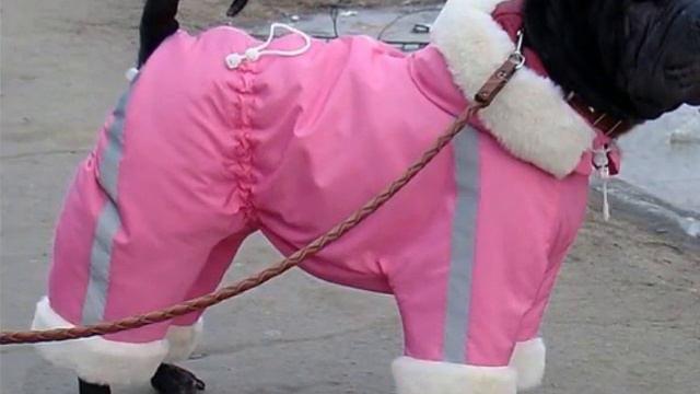 купить одежда для собак с бесплатной доставкой смотреть онлайн