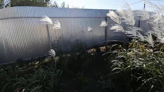 Музыка ветра и мискантус "МОНИНГ ЛАЙТ" - от Натальи Ромашки смотреть онлайн