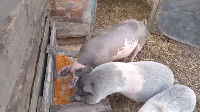 СІЛЬСЬКА РОБОТА.Гостинці від батьків .Роблю укол,аж самій страшно смотреть онлайн