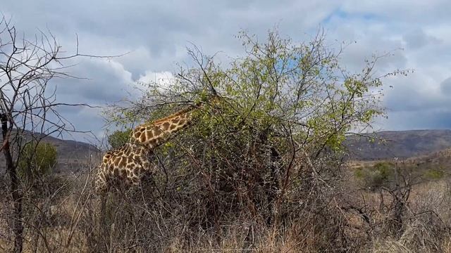 National game park Pilanesberg, South Africa / Национален резерват Пиланесберг, Южна Африка смотреть онлайн
