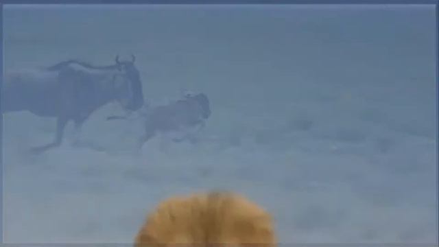 Дикие кошки в природе смотреть онлайн