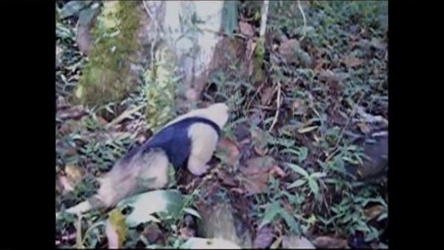 tamandua mexicana смотреть онлайн
