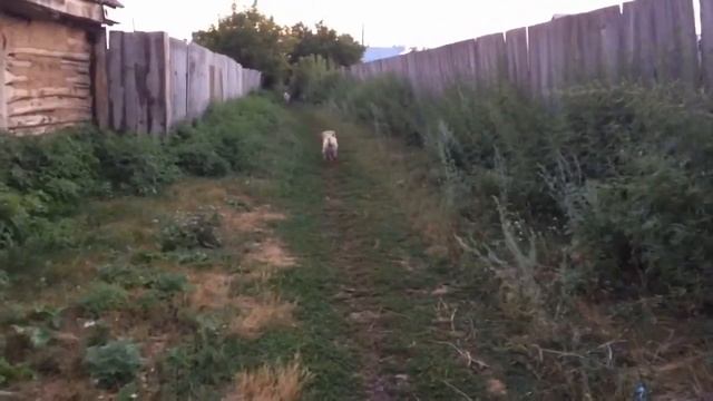 Вечер в деревне/Табун/Парное молоко смотреть онлайн