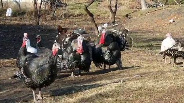 Бронза 708 смотреть онлайн