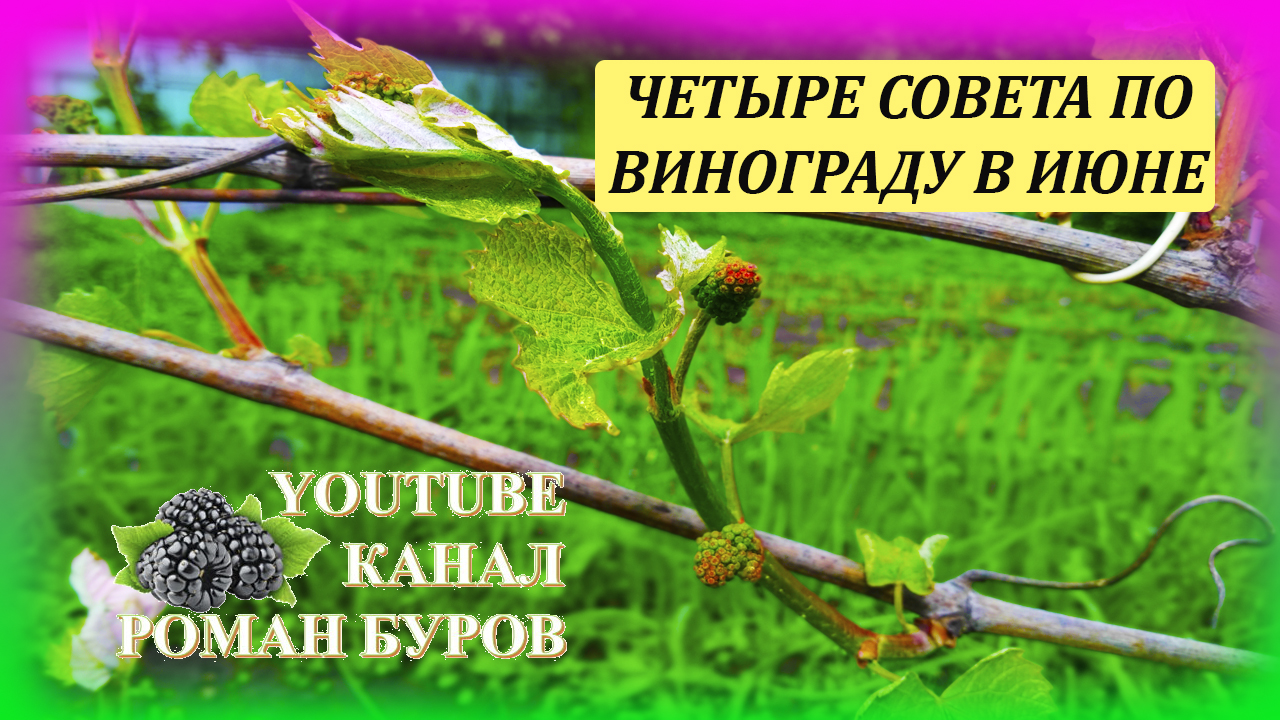 Виноград уход и выращивание на даче в начале лета. Как выращивать виноград. Выращивание винограда. смотреть онлайн