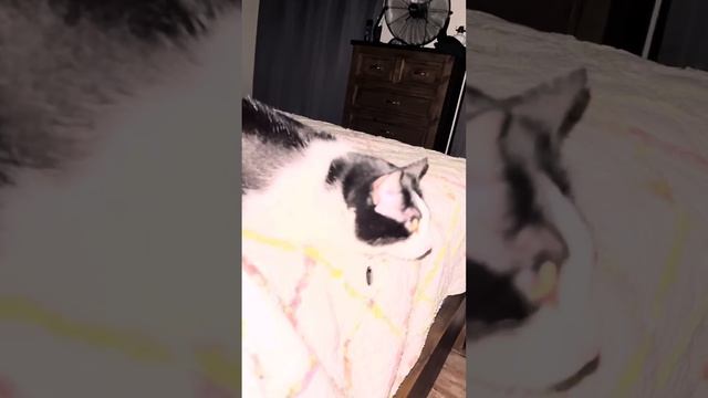 Kitty Soap Opera: Chapter 28... смотреть онлайн