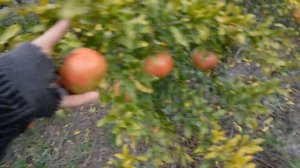 Гранат сорт Гюлоша.Мариуполь 18 октября 2019г.