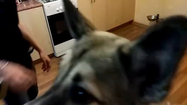 Собака ест ногу. Чем приправить? смотреть онлайн