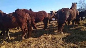 Русские тяжеловозы