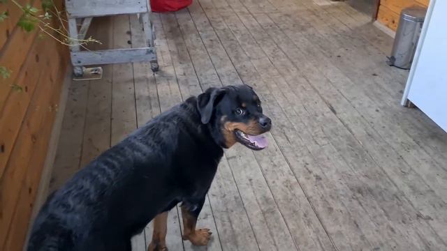 Animal charging 😅 смотреть онлайн