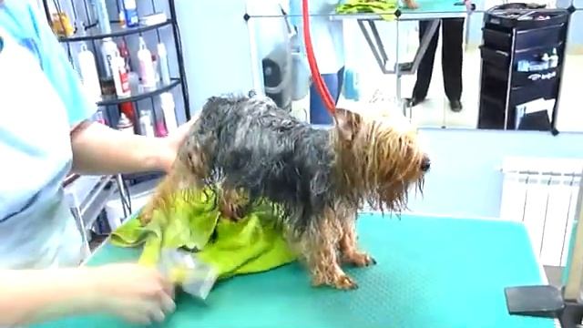 Шампуни марки Husse: Avena, Calendula, Citronella Shampoo