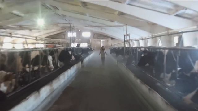 Ешь Российское - фермы Сергиево-Посадского и Ногинского районов смотреть онлайн