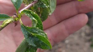 Вредители персика. Как с ними бороться.