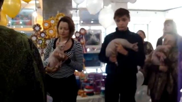 Темиртау Выставка кошек монопородка сфинксы ч1 смотреть онлайн