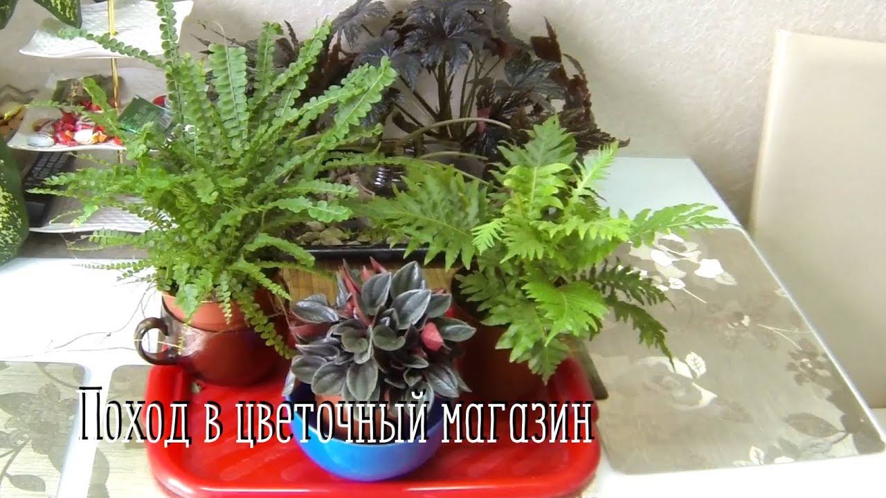 Новые комнатные цветы. Обзор. смотреть онлайн