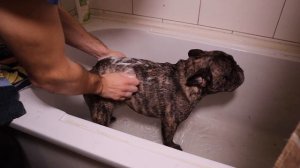 Французского бульдога НЕЛЬЗЯ купать в ванной