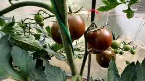 Черри Шоколадные яблочки. Обзор гибрида. Выращивание томата в Сибири.