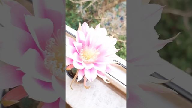 echinopsis subdenudata flower смотреть онлайн
