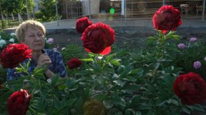 Пион Henry Bockstoce. Май 2018