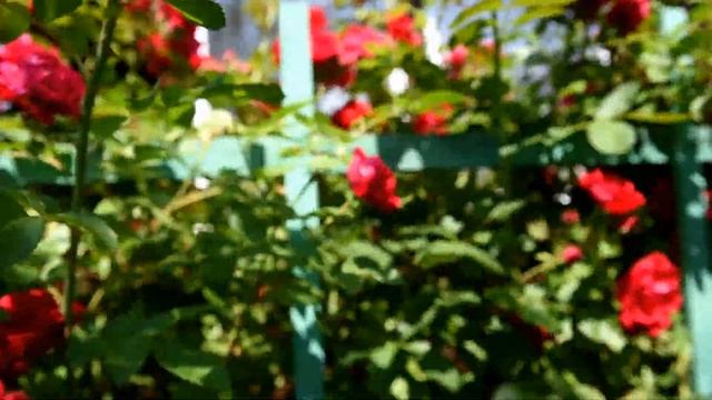 Как правильно ухаживать за плетистой розой Опора, обрезка, личные секреты смотреть онлайн