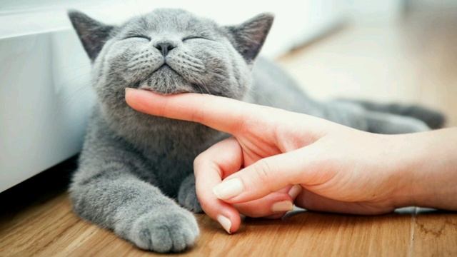 Кот или кошка. Какого пола выбрать котенка? смотреть онлайн