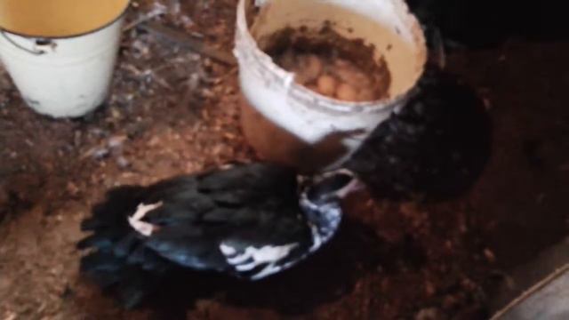 Мускусной утки гнездо в ведре