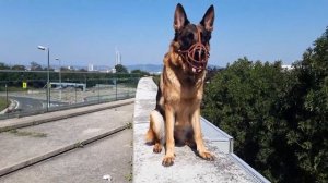 Немецкая овчарка, идеальная прогулка с овчаркой