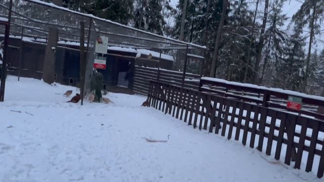 Парк-отель "РУССКИЕ СЕЗОНЫ" г.Пересвет обзор лучшего спорт-отеля. Куда поехать в подмосковье? смотреть онлайн